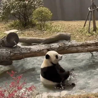 🌟 7e7047f3 パンダ, 動物, 水, クマ, かわいい, 動物園, 野生動物 telegram sticker