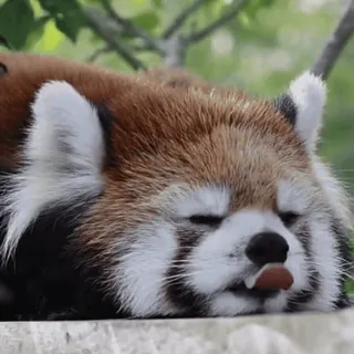🌟 94f9d557 レッサーパンダ, 動物, かわいい, 睡眠, 舌, 野生動物, 愛らしい telegram sticker