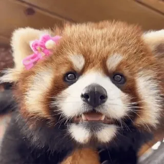 🌟 c7711bc2 レッサーパンダ, 動物, 可愛い, 哺乳類, 花, 愛らしい telegram sticker