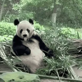 🌟 d98d2845 パンダ, 動物, 野生動物, 竹, 自然, 哺乳類, かわいい, クマ telegram sticker