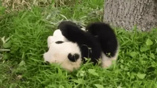 🐼 f7ecec67 パンダ, 動物, 可愛い, 草, 自然, 野生動物, 哺乳類 telegram sticker