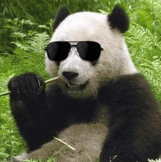 🐼 804108ac panda, sunglasses, animal, cute, cool, bamboo whatsapp sticker