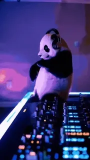 🌟 70e19753 แพนด้า, ดีเจ, เพลง, ปาร์ตี้, หูฟัง, สัตว์ whatsapp sticker