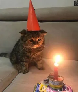 🎂 04b700de Katze, Geburtstag, Partyhut, Kerze, Haustier, Feier, Tier telegram sticker