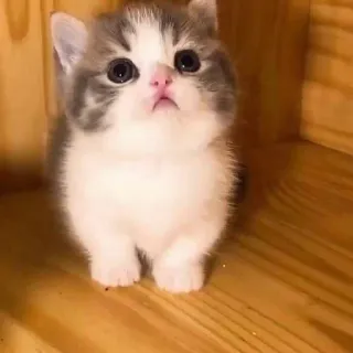 🥺 9c5ccca4 kätzchen, katze, süß, tier, haustier, häuslich telegram sticker