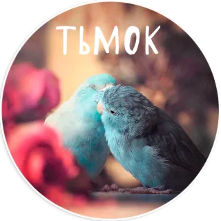 Папуг лов telegram stickers