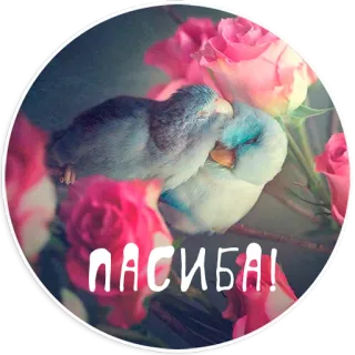 Папуг лов whatsapp stickers