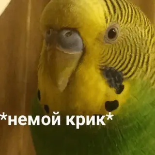 😳 004e1b45 *немой крик* oiseau, perroquet, mème, animal, cri silencieux telegram sticker