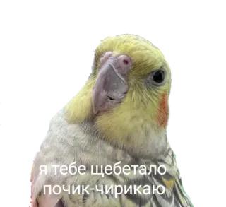 😡 05c8e0fd я тебе щебетало
почик-чирикаю oiseau, cockatiel, perroquet, animal, mème telegram sticker