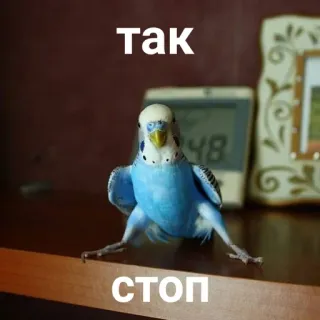 🙅‍♀️ 0b6087ce так 
СТОП oiseau, perruche, stop, tak telegram sticker