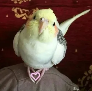 💖 0cc7c9a6 oiseau, animal, cockatiel, animal de compagnie, perroquet, cœur telegram sticker