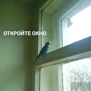 🪟 0f1b4e2d ОТКРОЙТЕ ОКНО oiseau, fenêtre, ouvert, perruche telegram sticker