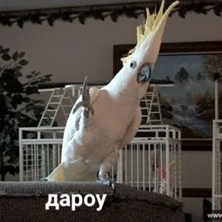 👋 10067bbc дароу perroquet, oiseau, cacatoès, salutation telegram sticker