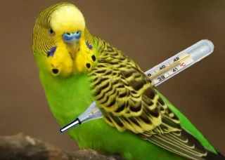 🤒 222d8f2c oiseau, perruche, malade, thermomètre, animal telegram sticker
