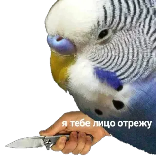 😒 2394a01d Я тебе лицо отрежу oiseau, couteau, menaçant, perruche telegram sticker
