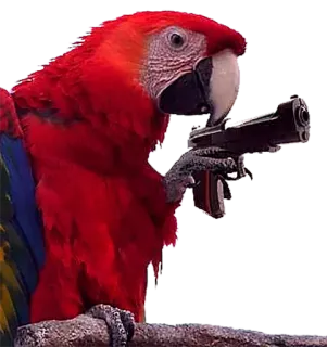 😑 247831a8 perroquet, arme, oiseau, arme, animal telegram sticker