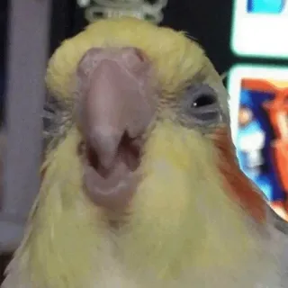🤨 2d5f3aa9 perroquet, oiseau, calopsitte, animal, animal de compagnie, mignon telegram sticker