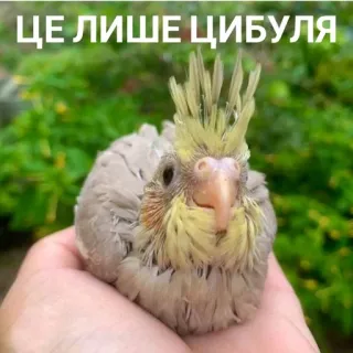🧅 2eba6c18 ЦЕ ЛИШЕ ЦИБУЛЯ perroquet, oignon, oiseau, animal, mignon telegram sticker