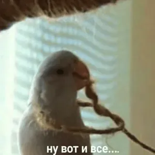 🤕 397339ca ну вот и все.... oiseau, blanc, perroquet, corde, mignon telegram sticker