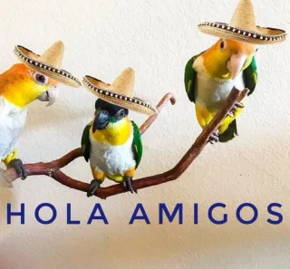 👋 3cd6fa61 HOLA AMIGOS oiseaux, perroquets, sombreros, mexicain, amis telegram sticker