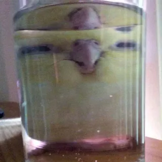 😀 3d6cad29 animal, rongeur, noyade, verre, eau telegram sticker