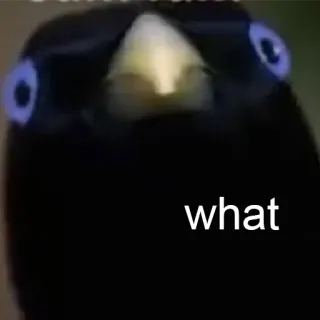 😳 4c167324 what oiseau, confus, animal, mème, drôle telegram sticker