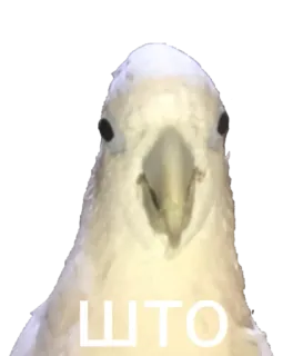 🥴 520f7a37 ШТО perroquet, oiseau, drôle, mème telegram sticker