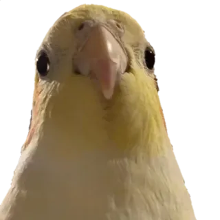 🥺 52ed0a71 oiseau, animal, animal de compagnie, cockatiel, mignon telegram sticker
