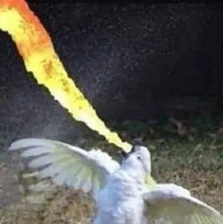 🔥 569f1a9d oiseau, perroquet, feu, flamme, animal telegram sticker