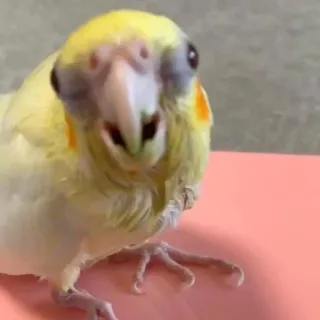 🥴 5ed6c895 oiseau, cockatiel, mignon, animal, animal de compagnie telegram sticker