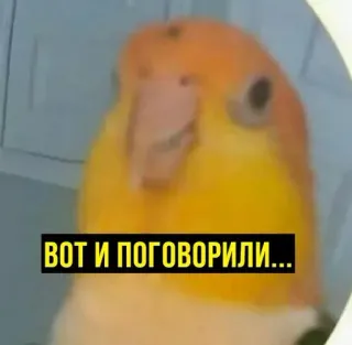 🌝 5edc037b ВОТ И ПОГОВОРИЛИ... perroquet, oiseau, parlant, mème, russe telegram sticker