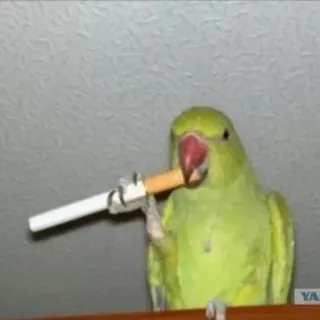 🙆 66e41ad4 oiseau, perroquet, cigarette, fumer, drôle telegram sticker