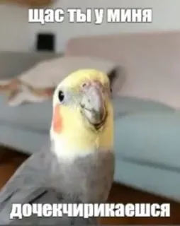 🥲 78bf2860 щас ты у миня
дочечкирикаешься oiseau, perroquet, cockatiel, mignon, animal telegram sticker