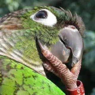 🤔 7d63dc8c perroquet, oiseau, vert, animal, animal de compagnie telegram sticker