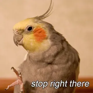 👊 86f3ca42 stop right there oiseau, cockatiel, mème, animal, perroquet telegram sticker