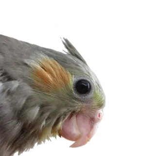 🍳 8d5de491 oiseau, cockatiel, gris, animal de compagnie, animal telegram sticker