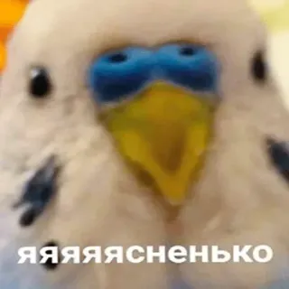 🙃 902aed06 ЯЯЯЯЯСНЕНЬКО oiseau, perroquet, drôle, mème, en colère, crier telegram sticker