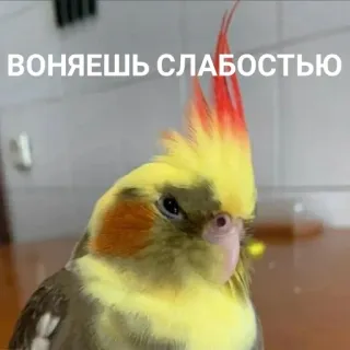 🤢 90979ead ВОНЯЕШЬ СЛАБОСТЬЮ oiseau, cockatiel, animal de compagnie, jaune, perroquet telegram sticker