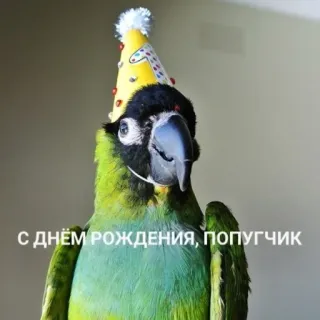 🥳 9111c744 С днем рождения, попугчик perroquet, anniversaire, oiseau, chapeau de fête telegram sticker