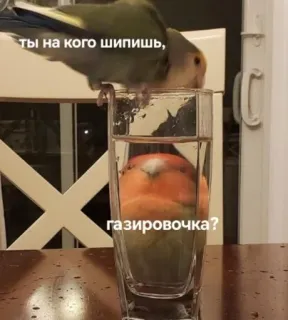 🍹 b1107fe0 ты на кого шипишь, газировочка? oiseau, perroquet, eau, verre, bulles, animal de compagnie telegram sticker