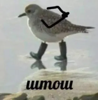 🧐 c1e3e59b штош oiseau, bottes, dessin, mignon telegram sticker