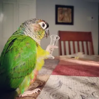 🍻 cbd1d8a5 oiseau, perroquet, boire, verre, animal de compagnie telegram sticker