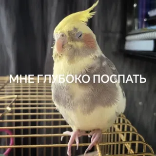 😴 cf779e59 МНЕ ГЛУБОКО ПОСПАТЬ oiseau, endormi, mignon, cockatiel, animal telegram sticker