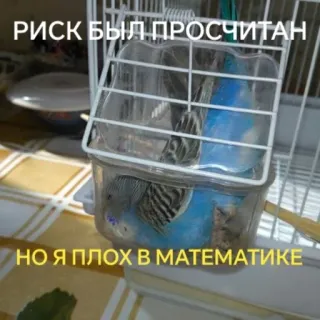 🥸 d50bde55 РИСК БЫЛ ПРОСЧИТАН
НО Я ПЛОХ В МАТЕМАТИКЕ oiseau, cage, échec, mathématiques telegram sticker