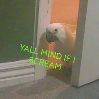 😱 de59ef90 YALL MIND IF I SCREAM perroquet, oiseau, cri, cacatoès, drôle telegram sticker