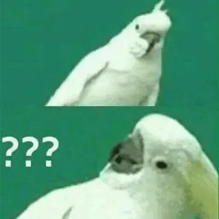 🤔 e45e94fc ??? oiseau, perroquet, question, confus, mème telegram sticker