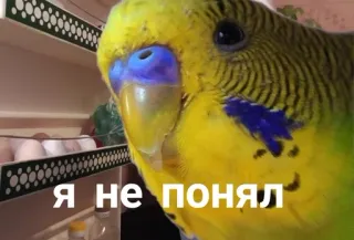 😑 ece4587c Я не понял oiseau, perroquet, animal, drôle telegram sticker