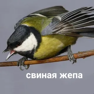 🐷 f0d2565e свиная жепа oiseau, insulte, colère, animal, faune telegram sticker