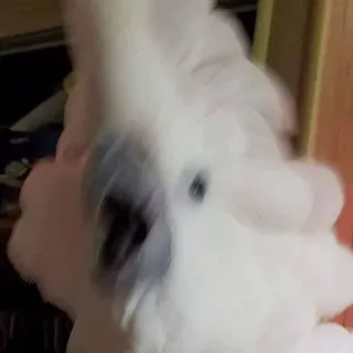 😰 f4ed907e oiseau, cacatoès, blanc, perroquet, animal telegram sticker