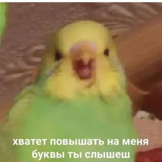 😠 fb91e527 хватит повышать на меня буквы ты слышешь oiseau, perroquet, criant, en colère telegram sticker